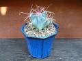 Cactus bluepot 